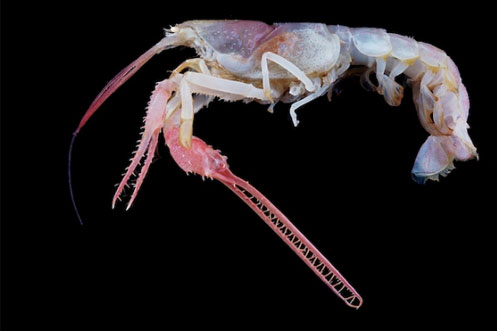 Aragosta cieca del genere Thaumastochelopsis (da coml.org)