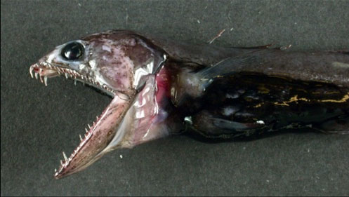 pesce_abissale_chiasmodon_niger