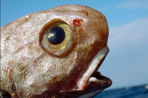 pesce_topo_coryphaenoides_rupestris