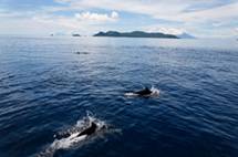 cruiseindonesia2