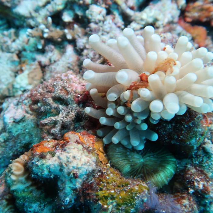 calypsoarezzo - #anemone  #orangotang...