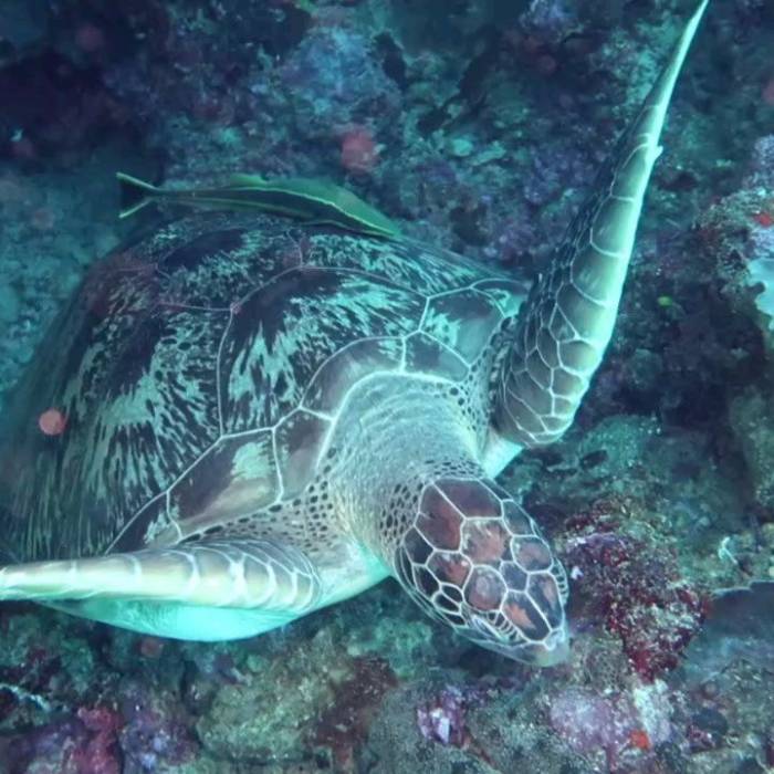 #bunaken  #indonesia  #fish  #sea  #nofilter  #sub  #greenturtle  #nudibranch  #stonefish...