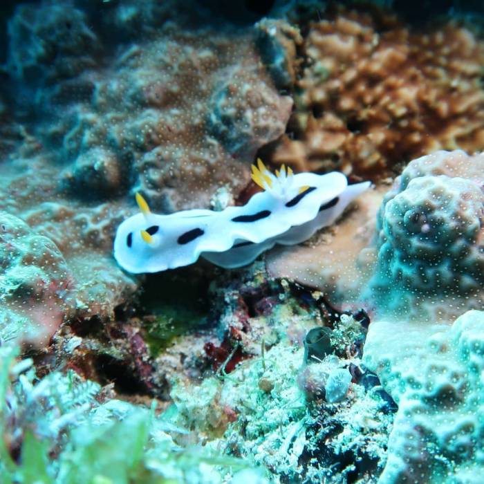 #nudibranch  #nudibranchi  #dive  #immersioni  #photosub  #club  #calypsoarezzo...